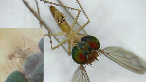 Réf. 328 012 : Sciapus holoxanthos